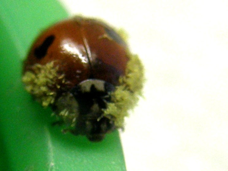 Adalia bipunctata parassitata da fungo (Laboulbeniaceae)