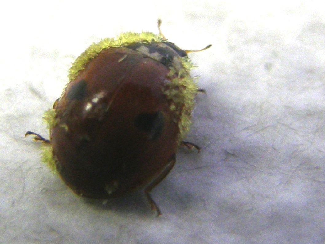 Adalia bipunctata parassitata da fungo (Laboulbeniaceae)