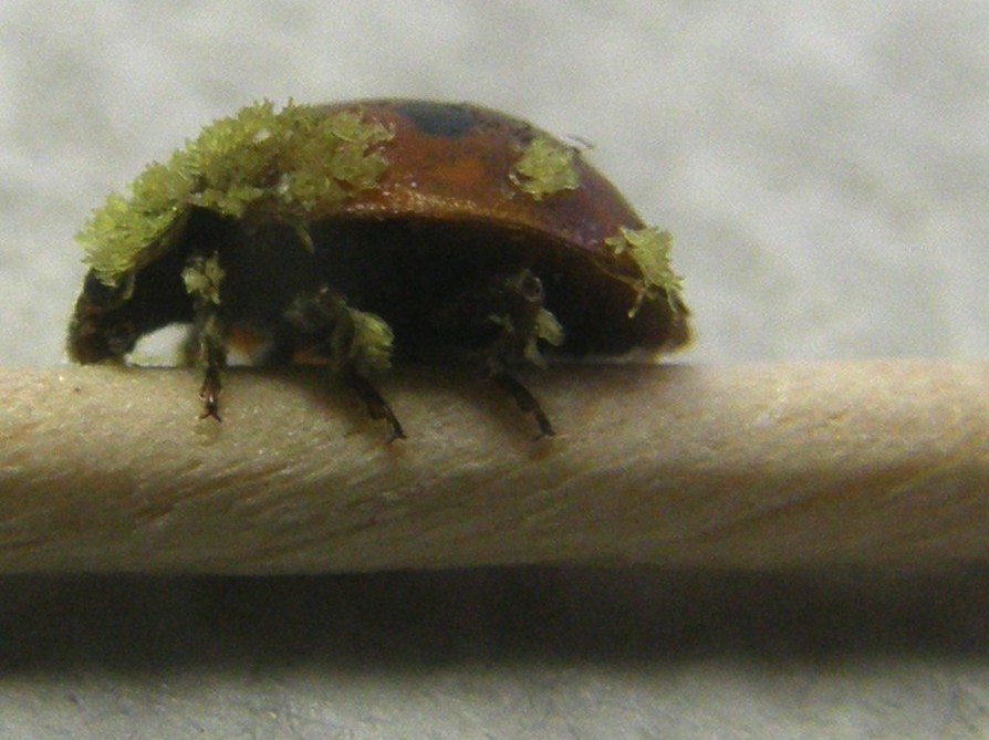 Adalia bipunctata parassitata da fungo (Laboulbeniaceae)