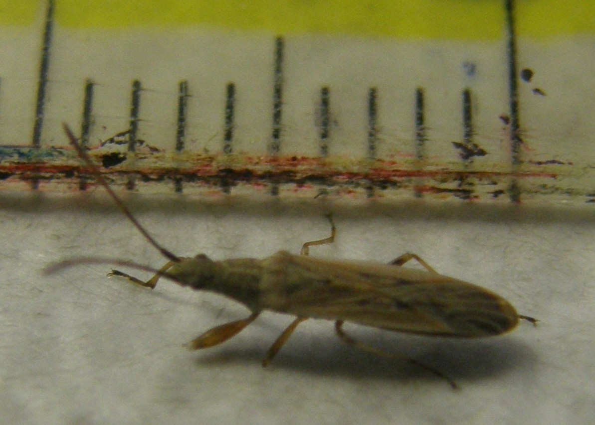 Paromius gracilis (Lygaeidae)