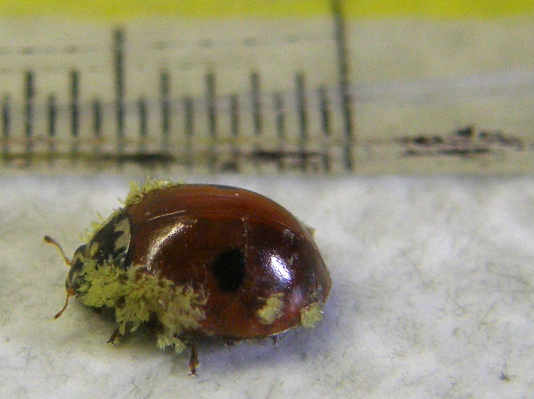 Adalia bipunctata parassitata da fungo (Laboulbeniaceae)