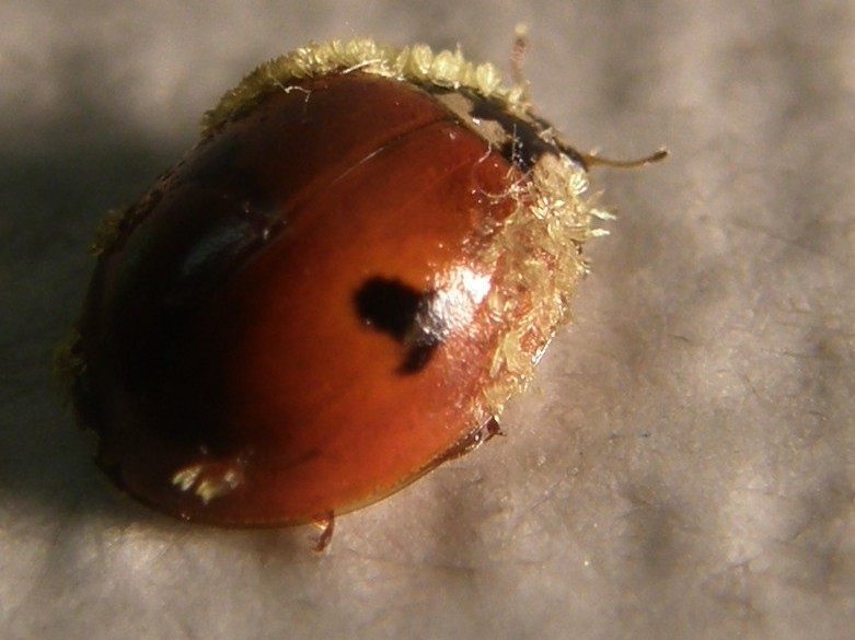 Adalia bipunctata parassitata da fungo (Laboulbeniaceae)