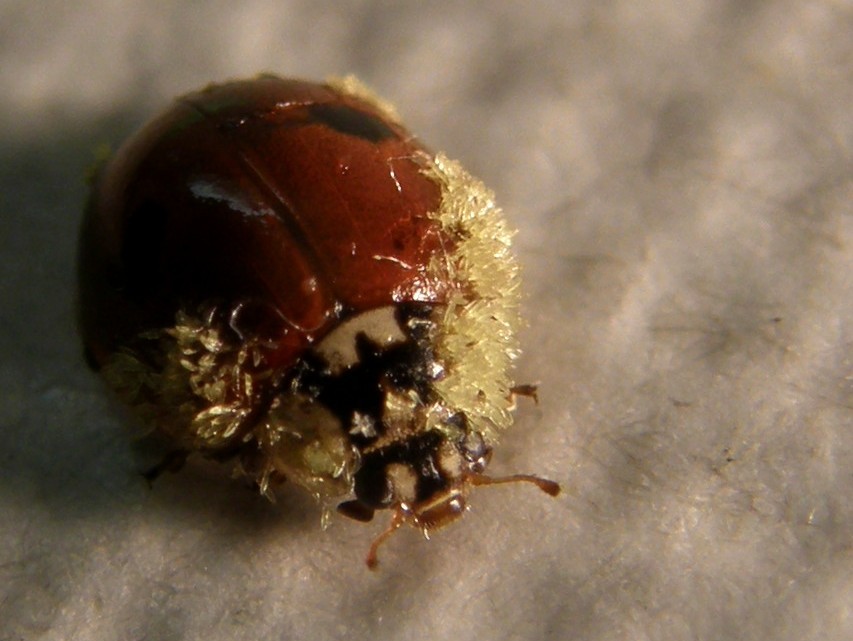 Adalia bipunctata parassitata da fungo (Laboulbeniaceae)