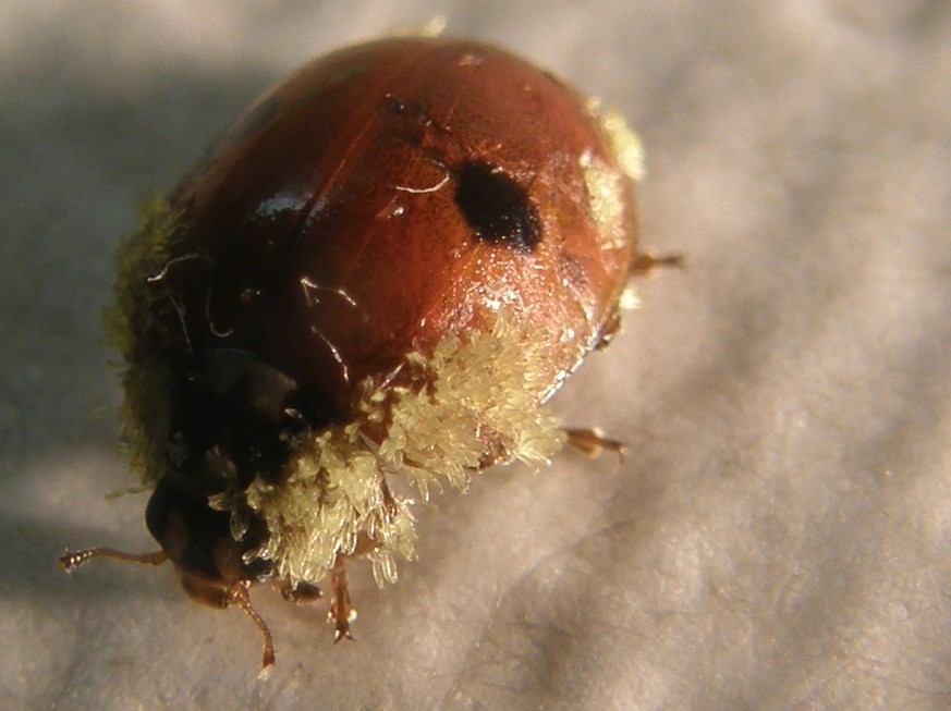 Adalia bipunctata parassitata da fungo (Laboulbeniaceae)