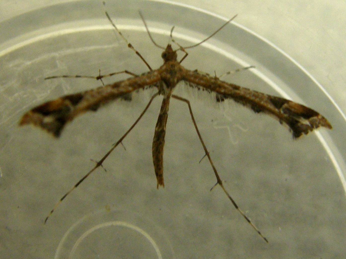 Pterophoridae: Amblyptilia cfr. acanthadactyla