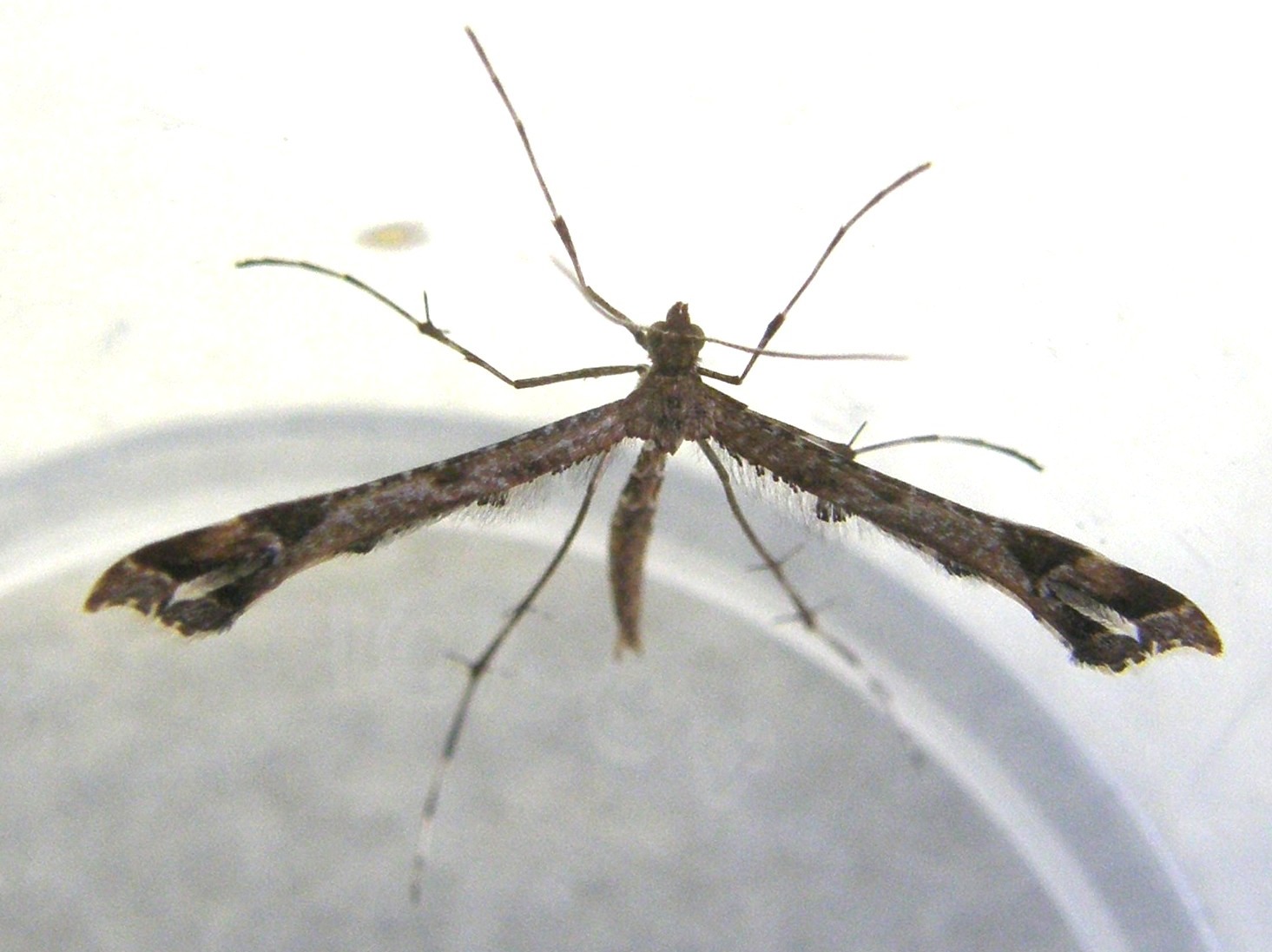 Pterophoridae: Amblyptilia cfr. acanthadactyla