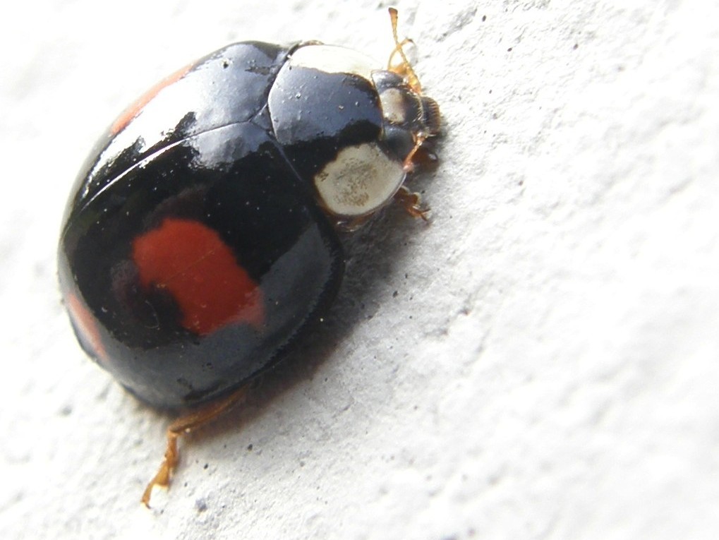 Coccinelle da identificare