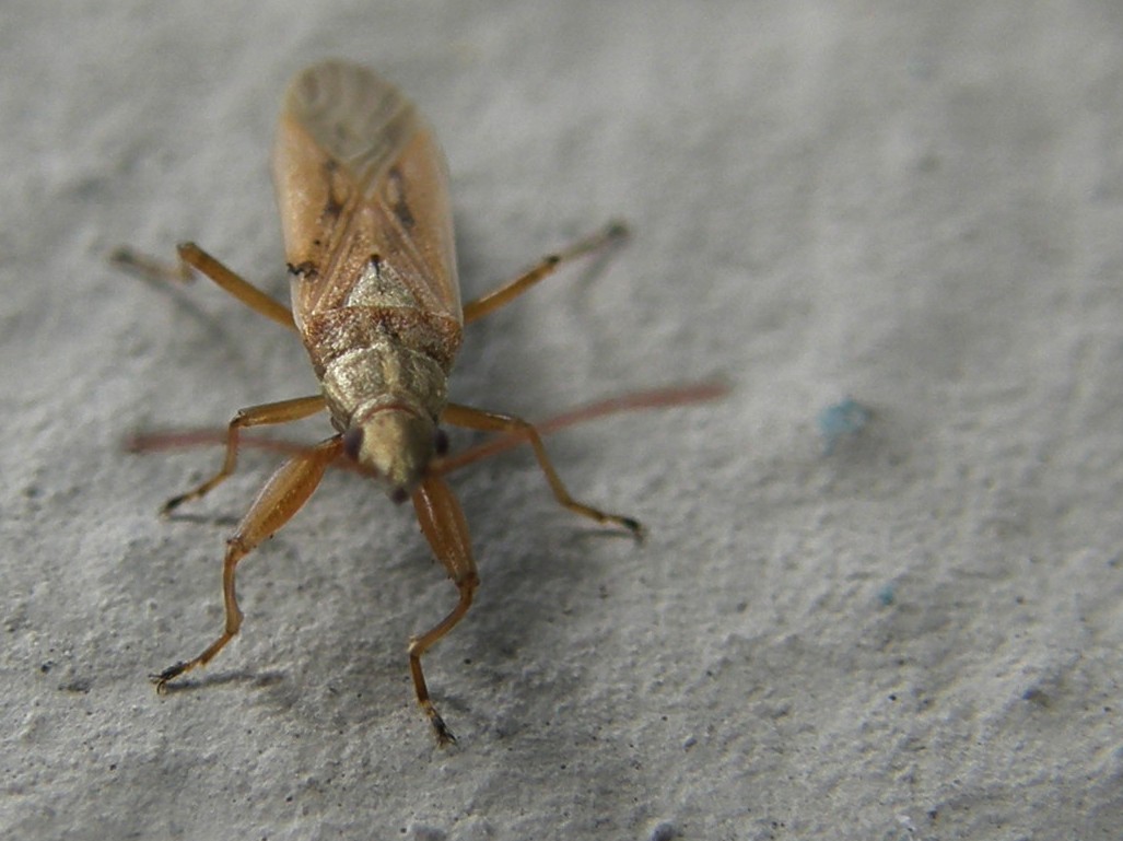Lygaeidae: Paromius gracilis della Lombardia