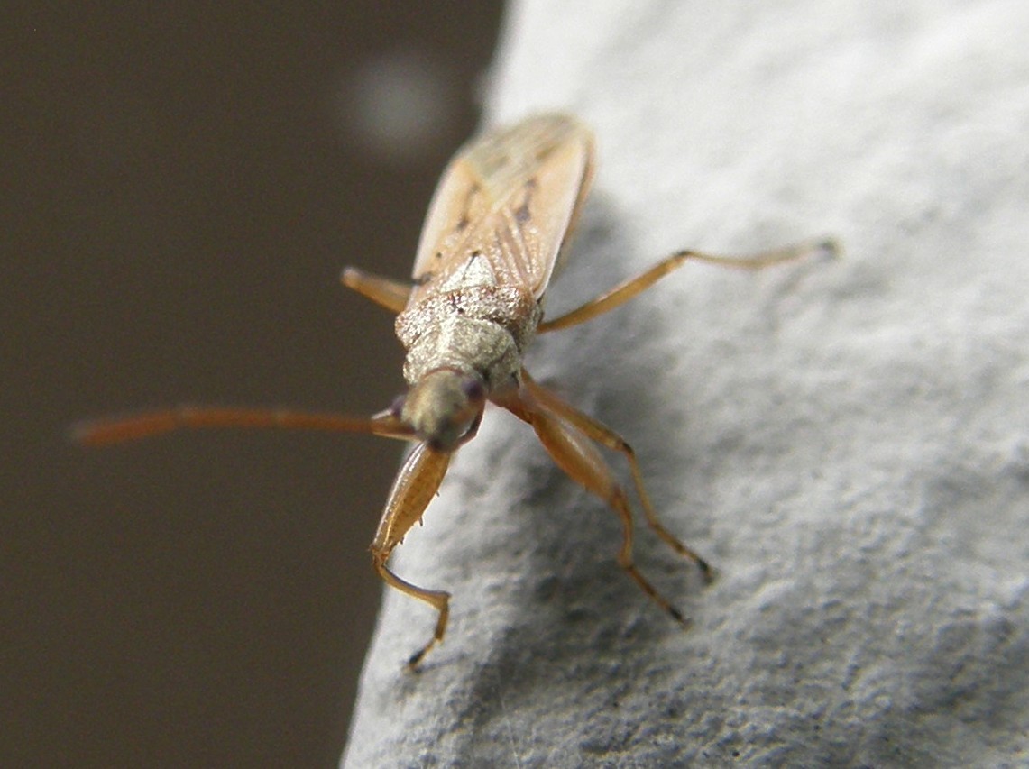 Lygaeidae: Paromius gracilis della Lombardia