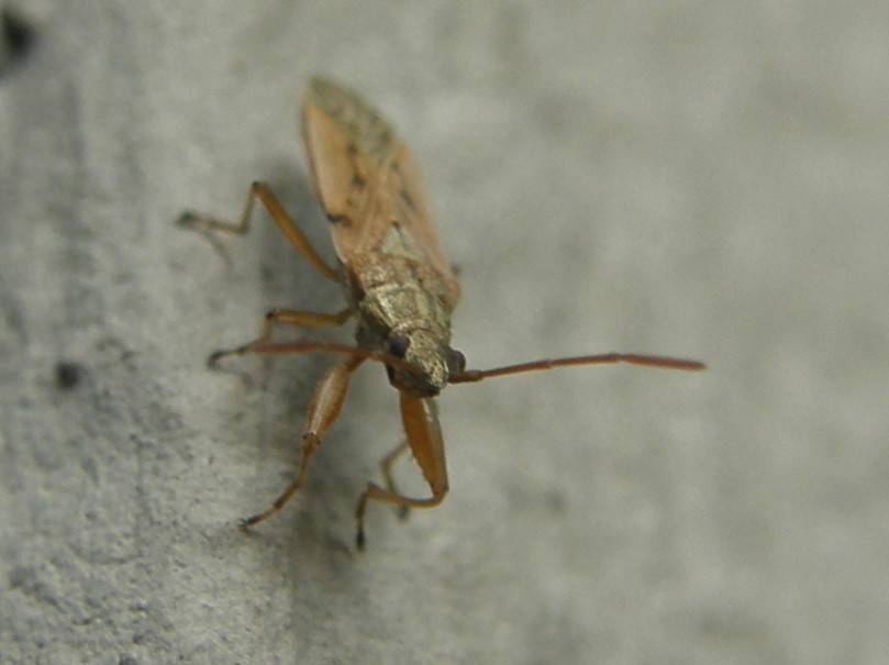 Lygaeidae: Paromius gracilis della Lombardia