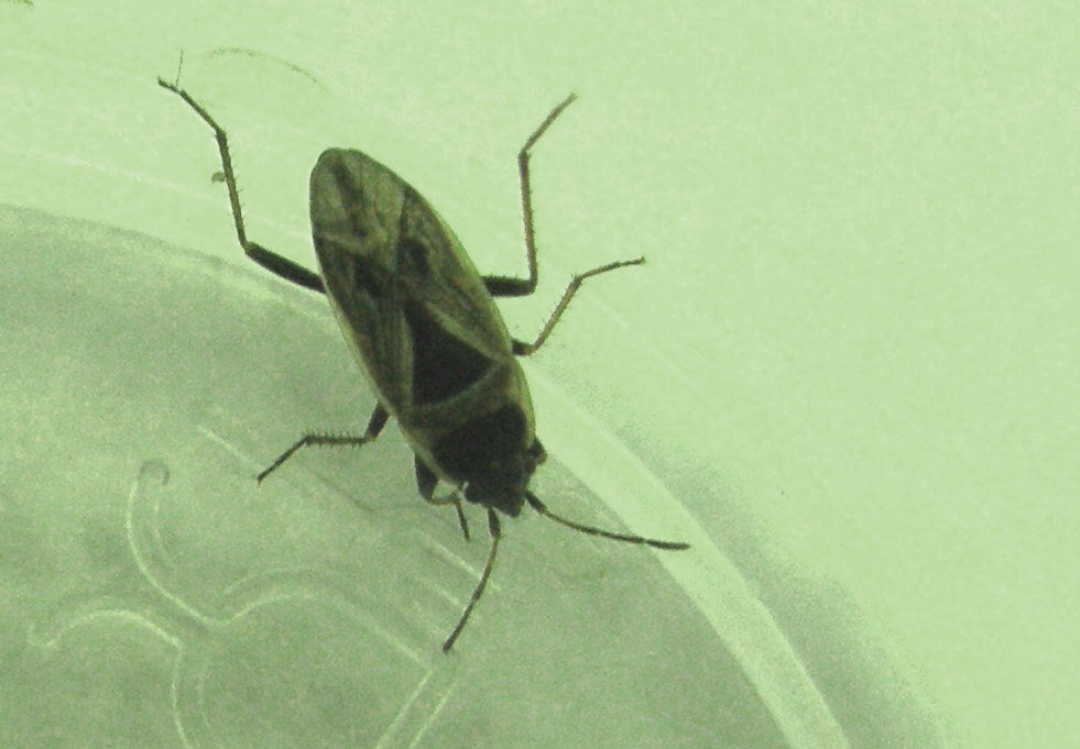 Xanthochilus quadratus da Segrate (MI)