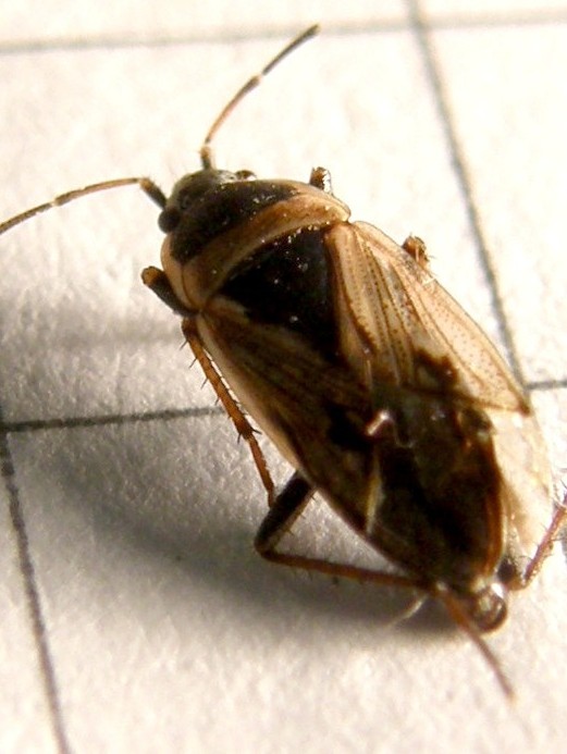 Xanthochilus quadratus da Segrate (MI)