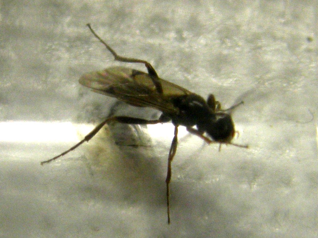 Piccole ali macchiate: Braconidae