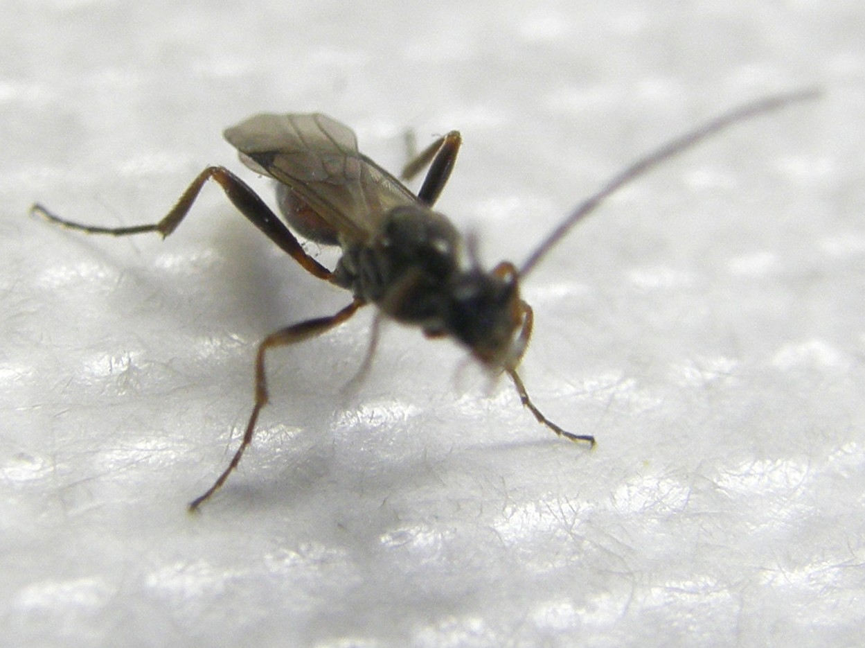 Piccole ali macchiate: Braconidae