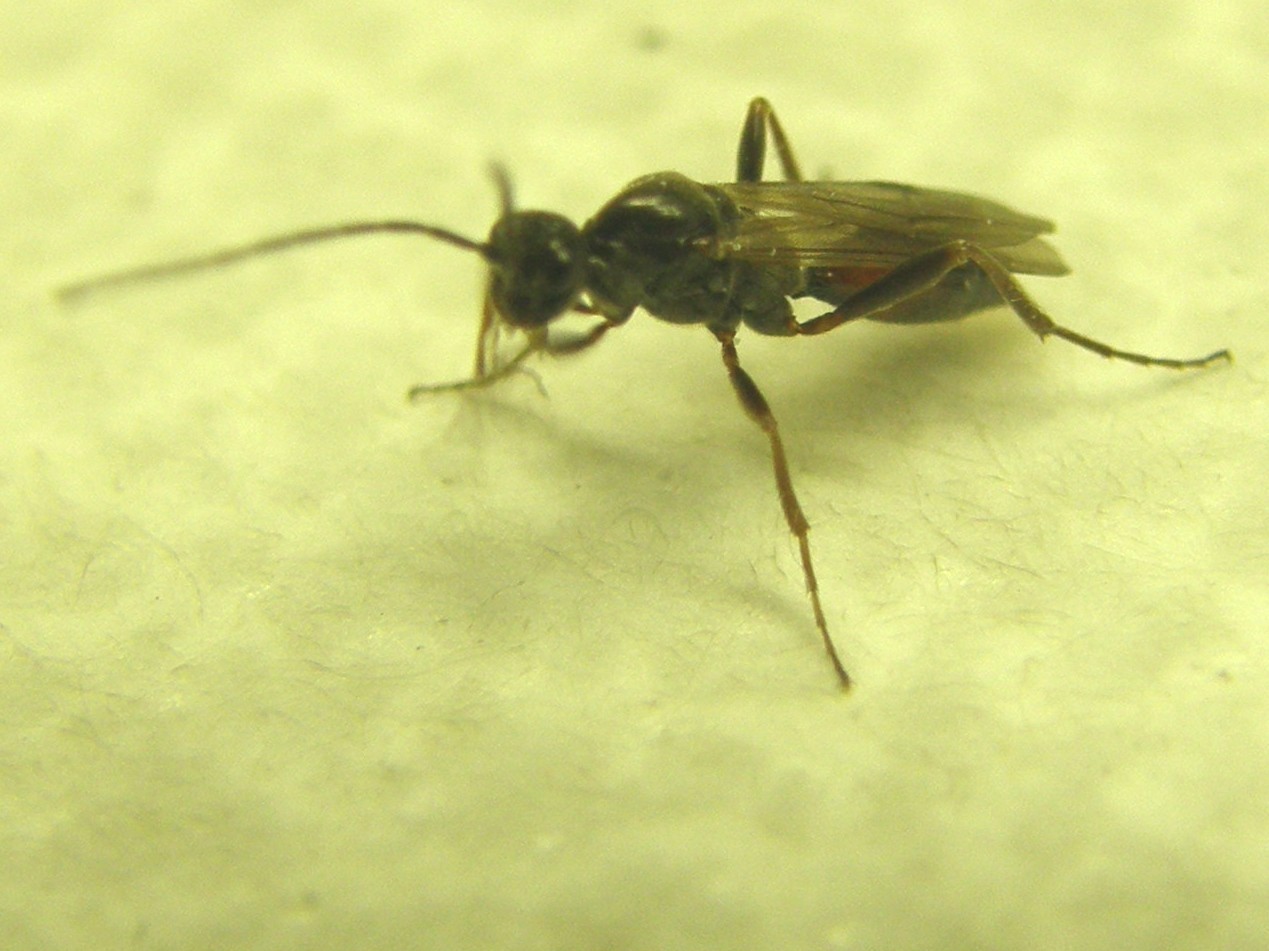 Piccole ali macchiate: Braconidae