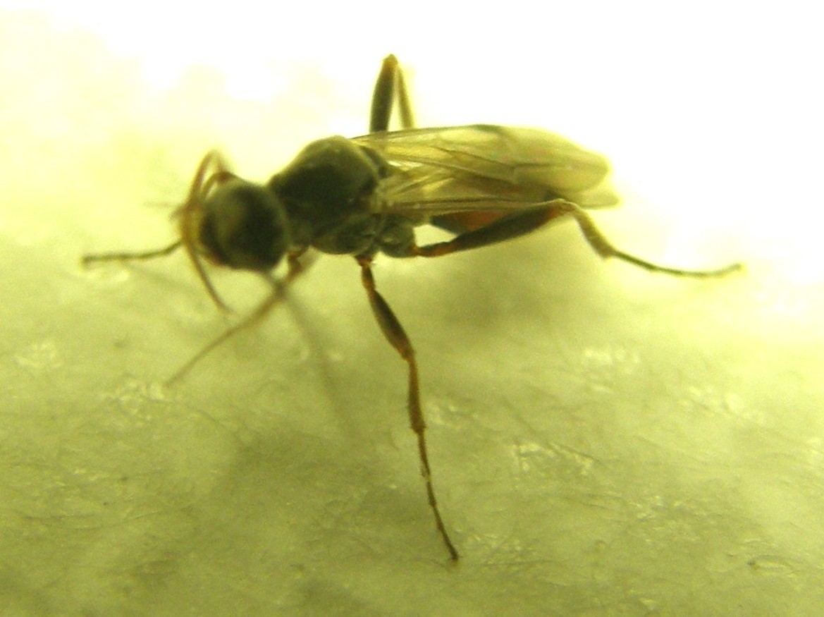 Piccole ali macchiate: Braconidae