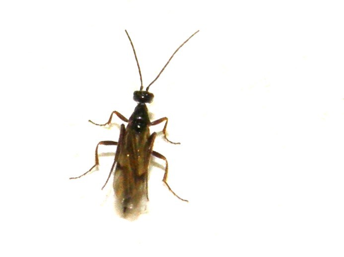Piccole ali macchiate: Braconidae