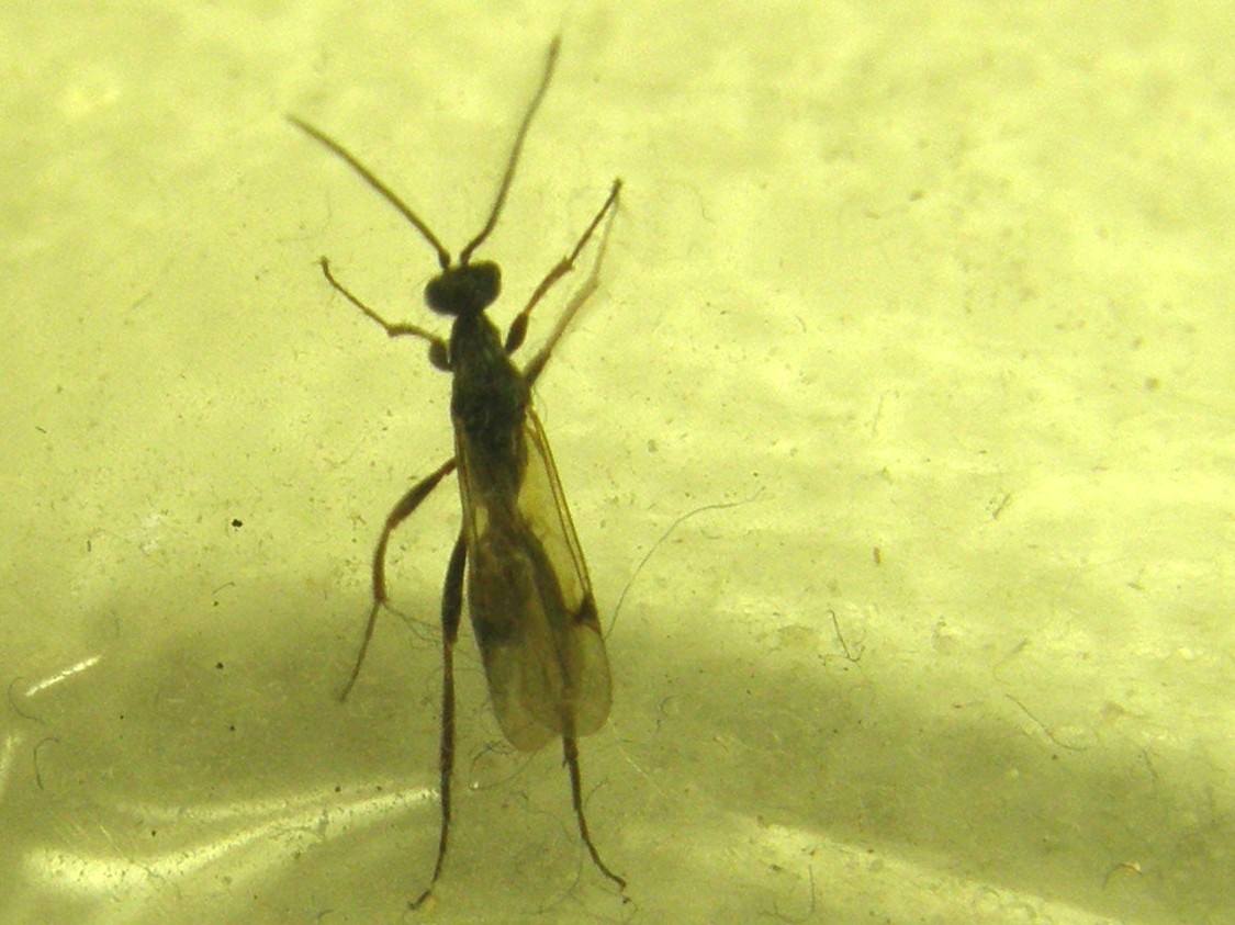 Piccole ali macchiate: Braconidae