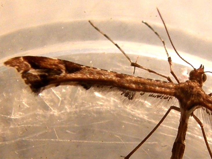 Pterophoridae: Amblyptilia cfr. acanthadactyla