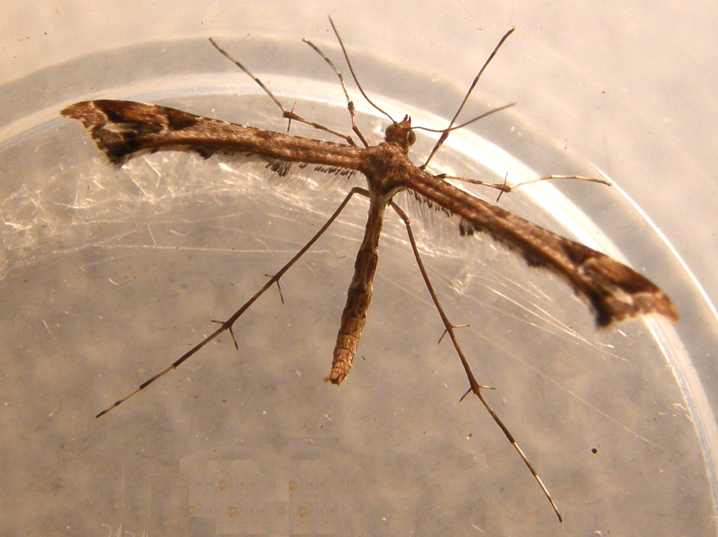 Pterophoridae: Amblyptilia cfr. acanthadactyla