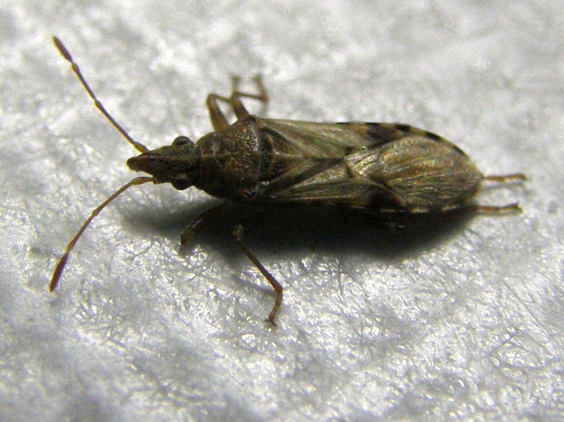 Belonochilus numenius (Lygaeidae)
