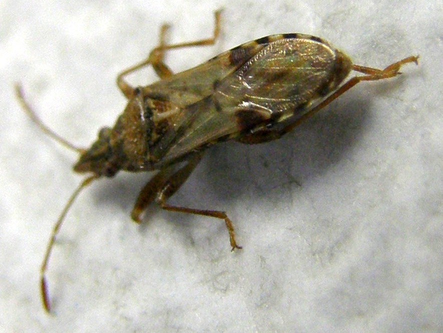 Belonochilus numenius (Lygaeidae)