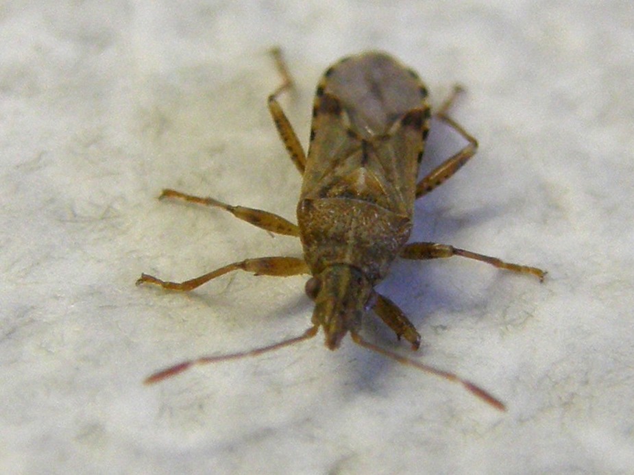 Belonochilus numenius (Lygaeidae)