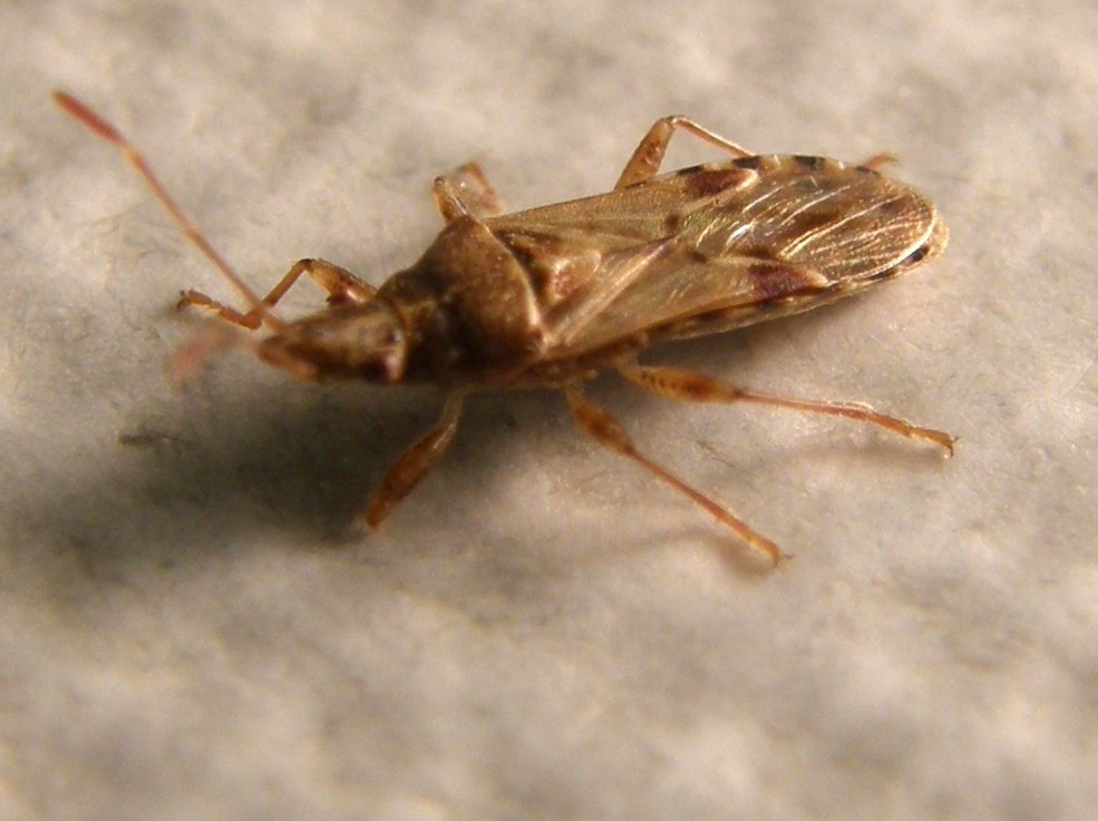 Belonochilus numenius (Lygaeidae)