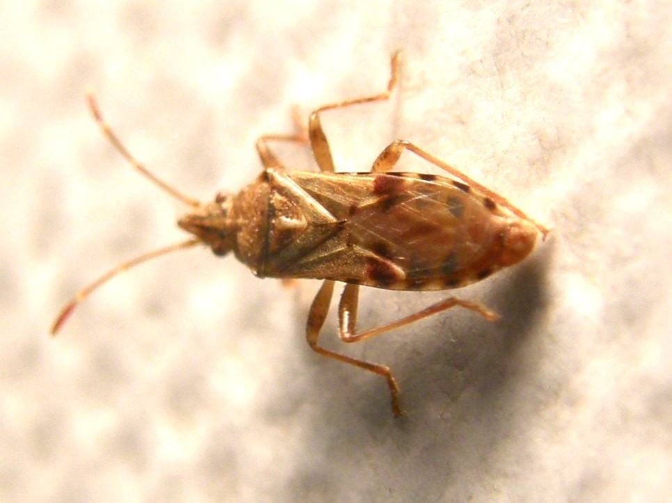 Belonochilus numenius (Lygaeidae)