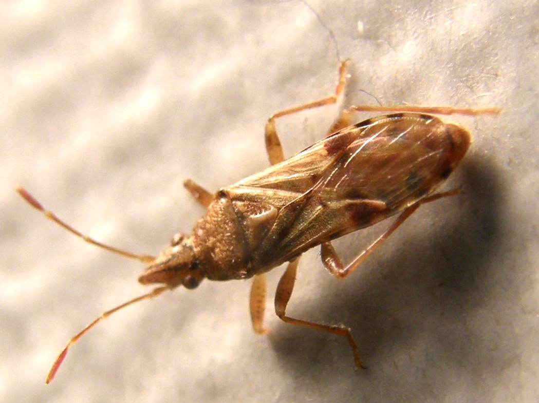 Belonochilus numenius (Lygaeidae)