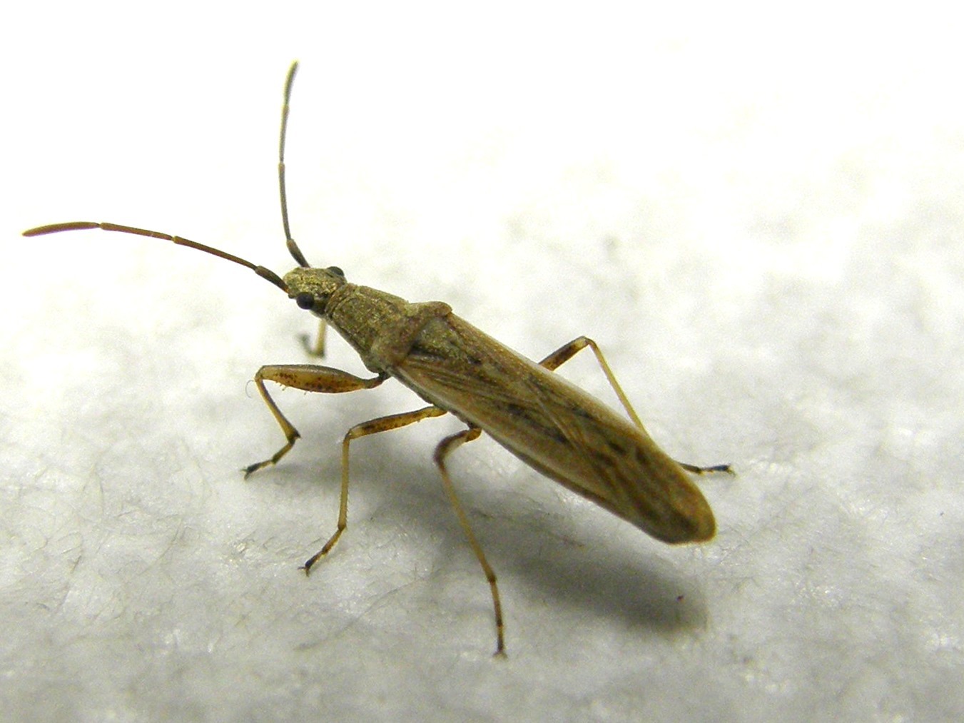Lygaeidae: Paromius gracilis della Lombardia