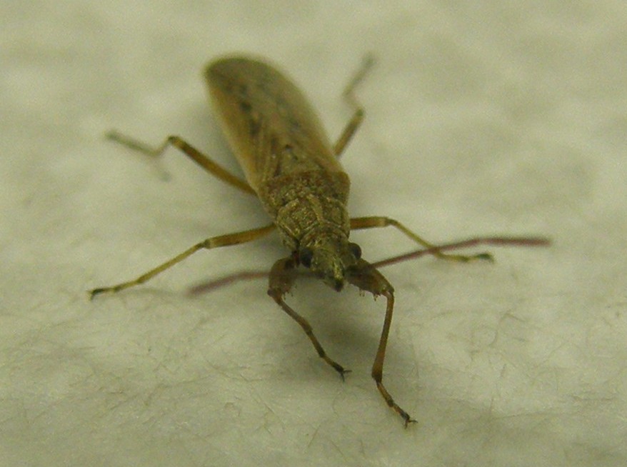 Lygaeidae: Paromius gracilis della Lombardia