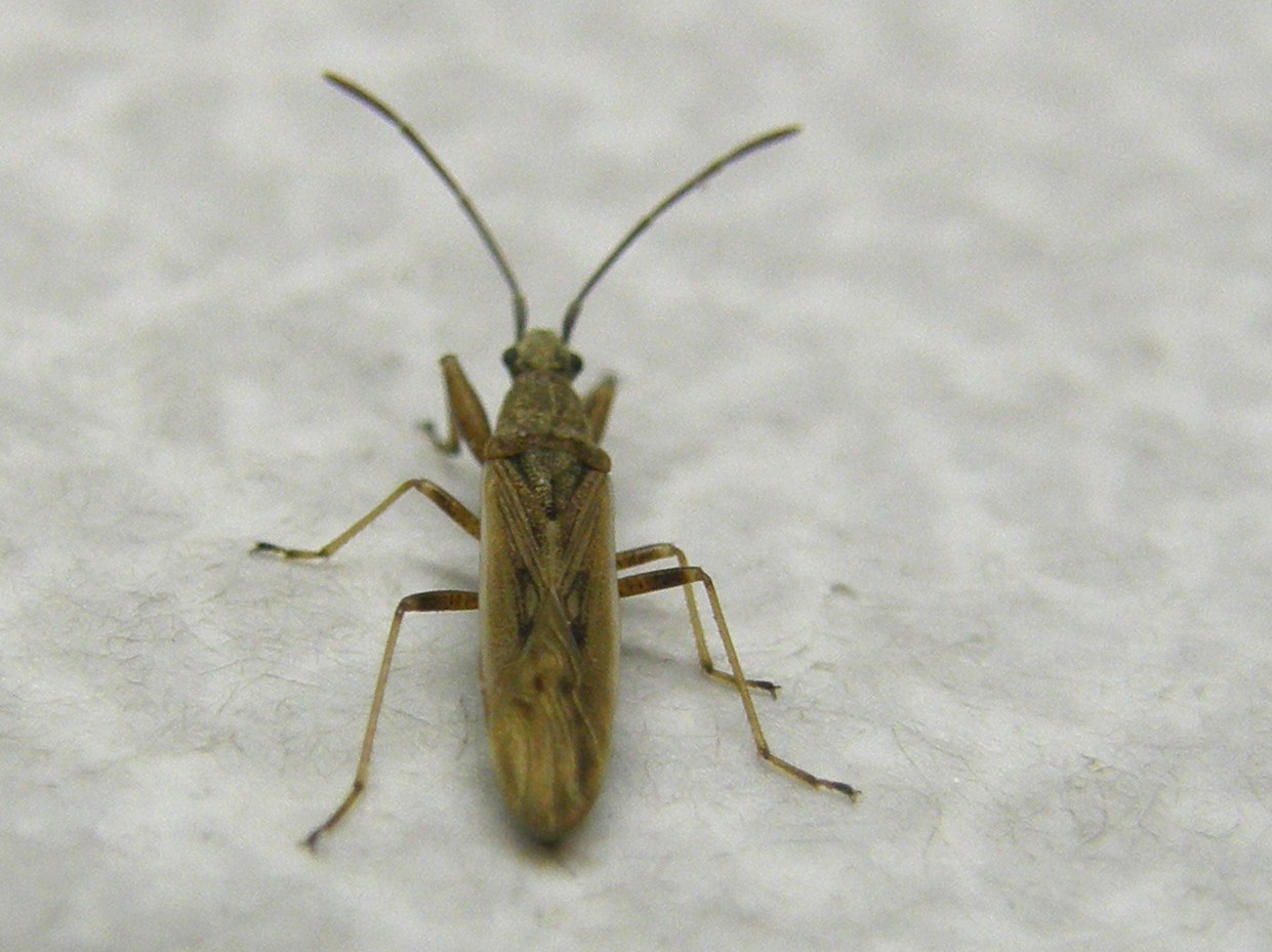 Lygaeidae: Paromius gracilis della Lombardia