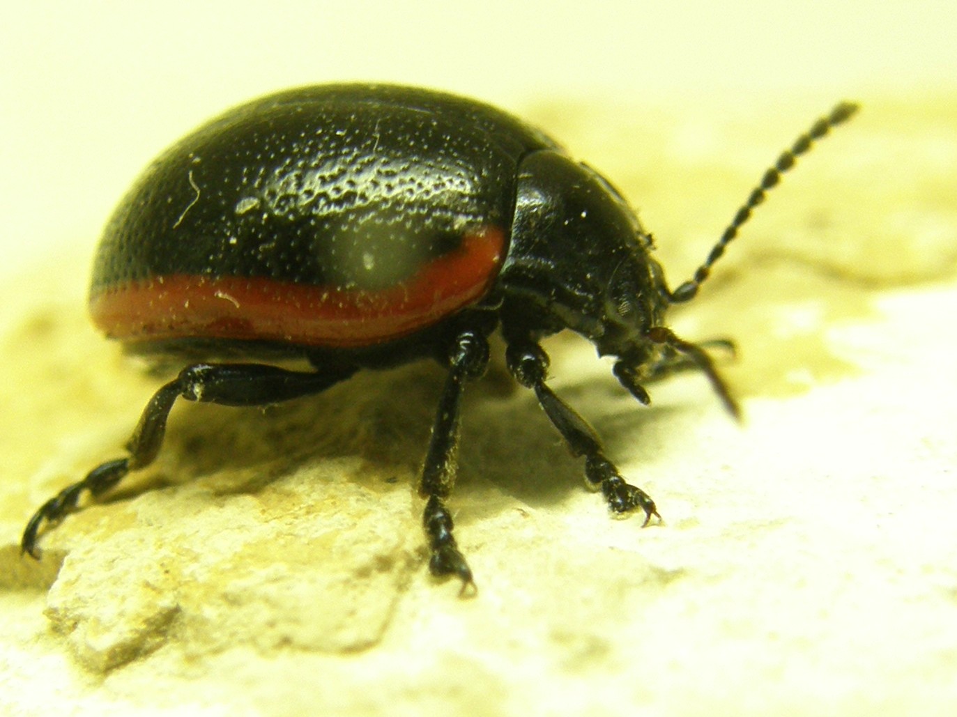 Chrysolina rossia