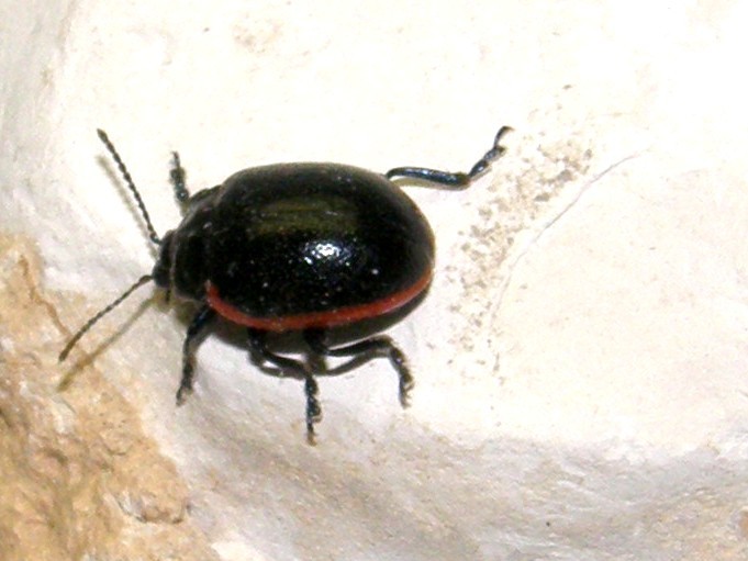 Chrysolina rossia
