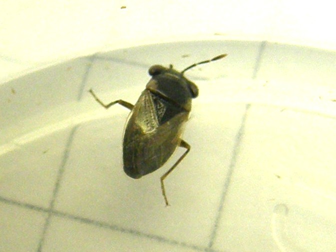 Lygaeidae: Geocoris sp. della Lombardia