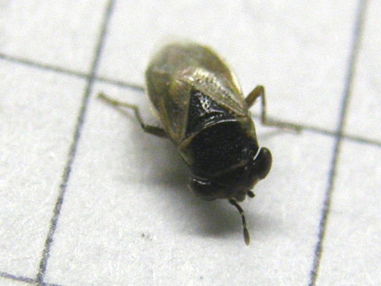 Lygaeidae: Geocoris sp. della Lombardia