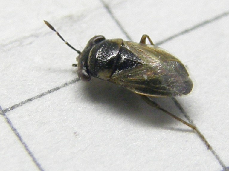 Lygaeidae: Geocoris sp. della Lombardia