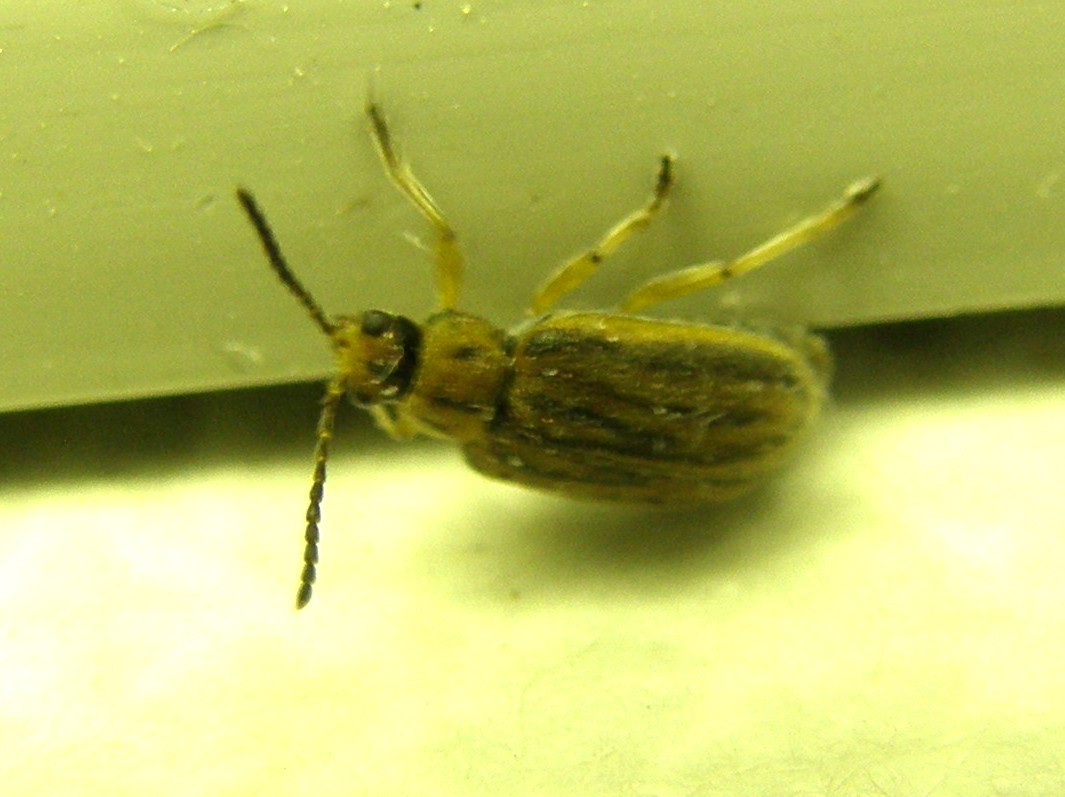 Ophraella communa (Chrysomelidae)