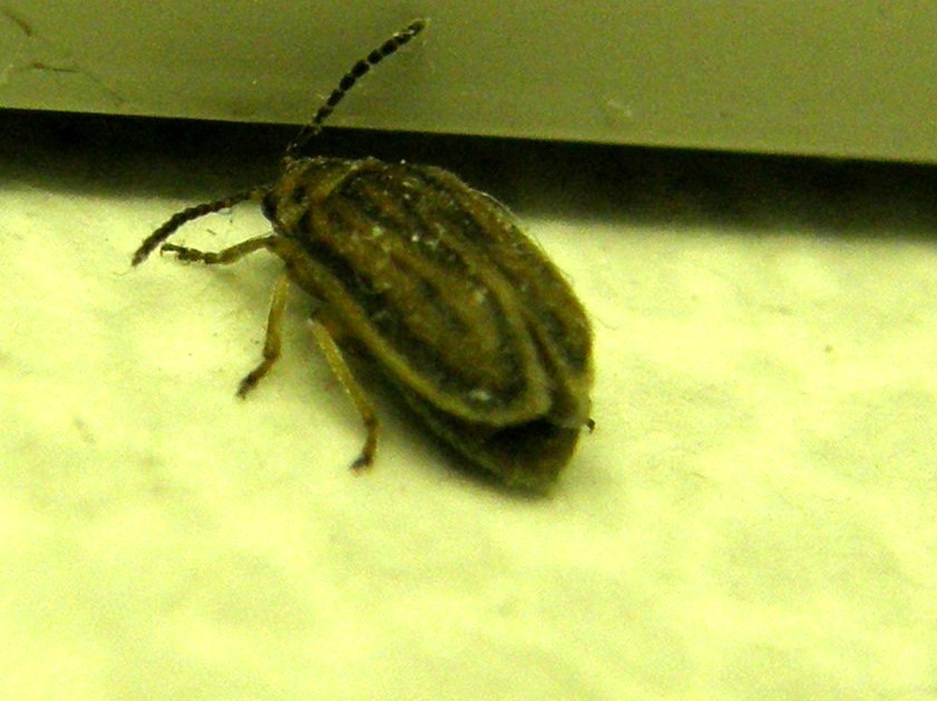 Ophraella communa (Chrysomelidae)