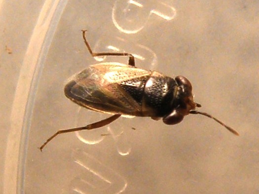 Lygaeidae: Geocoris sp. della Lombardia