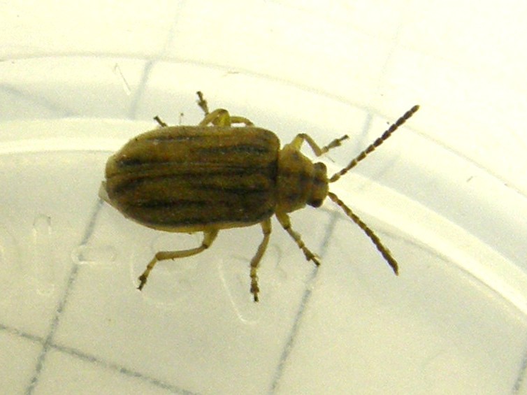 Ophraella communa (Chrysomelidae)