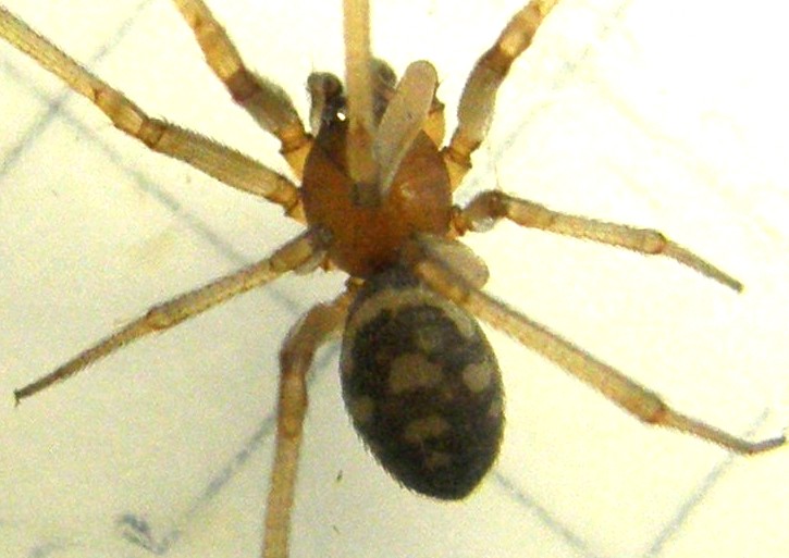 Steatoda grossa - MIlano
