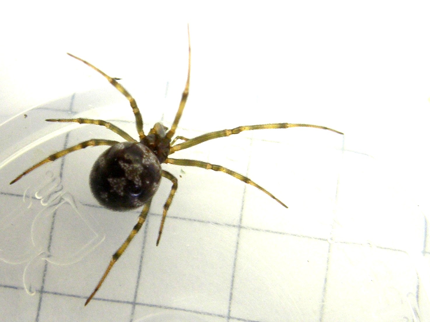 Steatoda grossa - MIlano