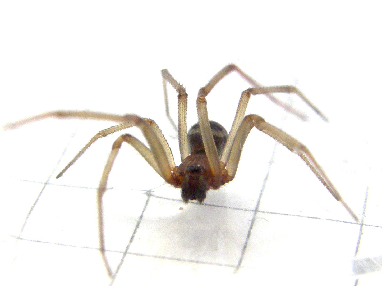 Steatoda grossa - MIlano