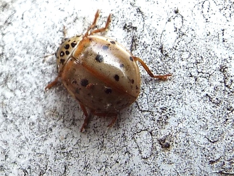 Harmonia quadripunctata e Adalia bipunctata, Coccinelle