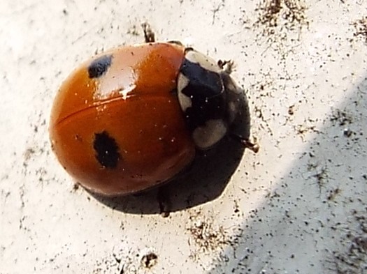 Harmonia quadripunctata e Adalia bipunctata, Coccinelle