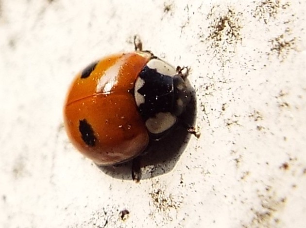 Harmonia quadripunctata e Adalia bipunctata, Coccinelle