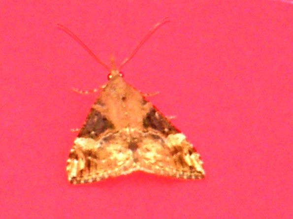 Altra falena da identificare