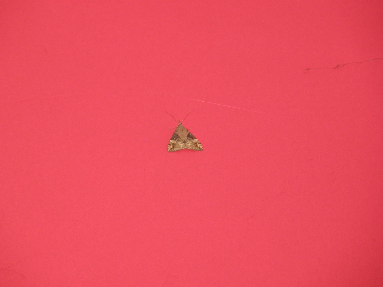 Altra falena da identificare
